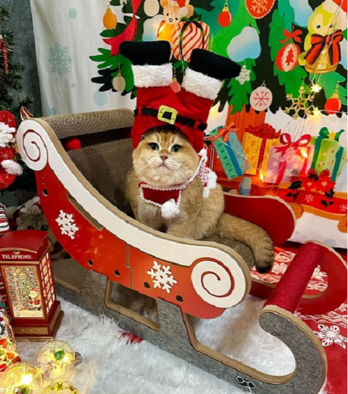 How to Choose the Perfect Cat Scratcher?