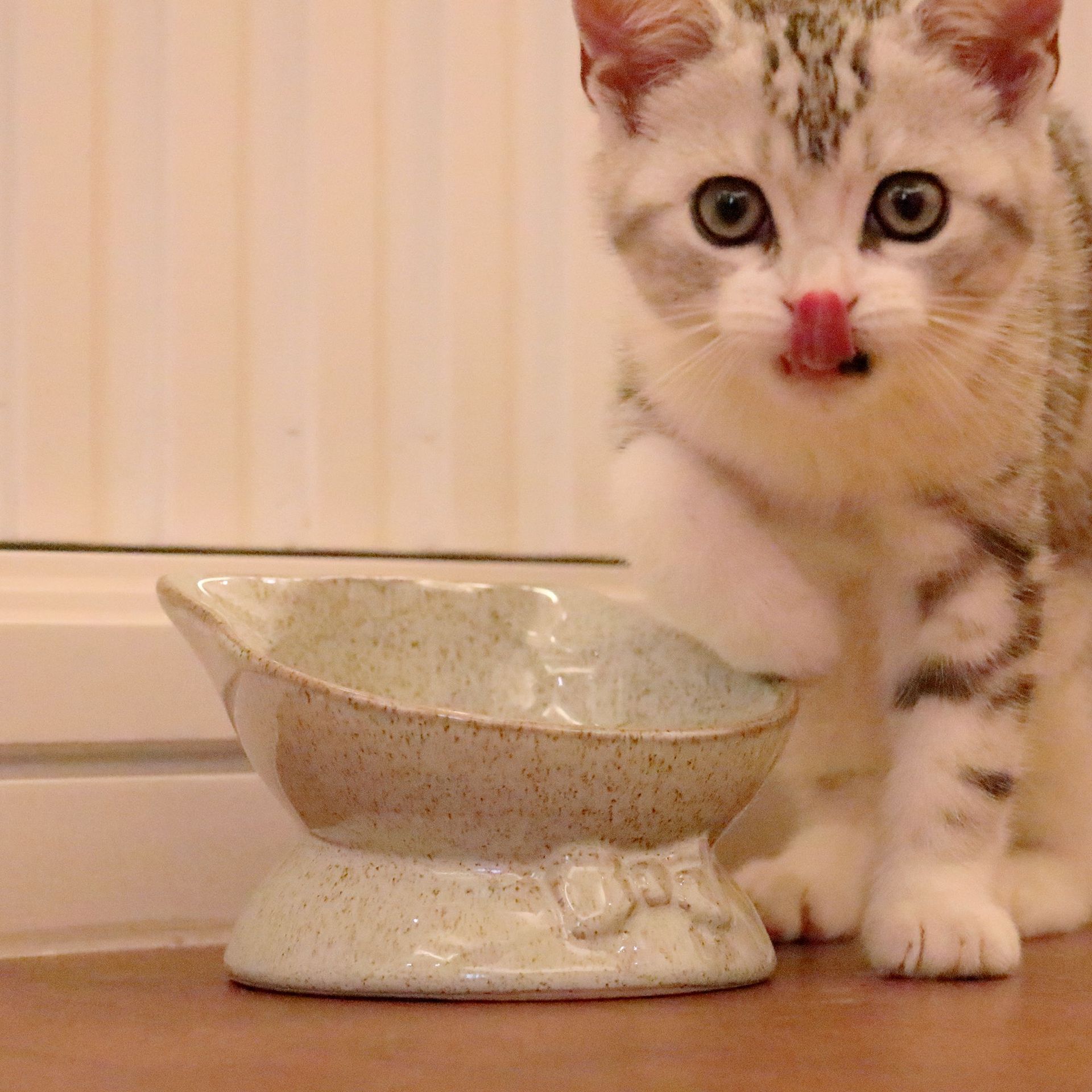 Elevated Tilted Ceramic Cat Bowl - Ergonomic Feeding Solution for Medium and Small Cats