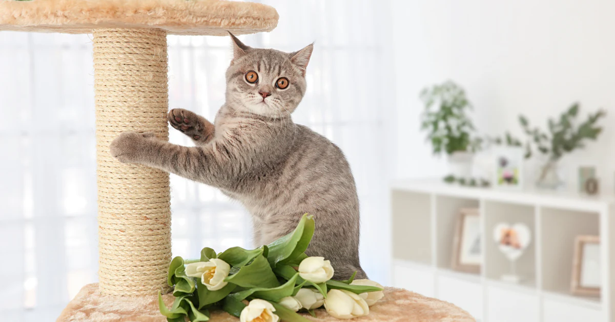 Why Is Investing in High-Quality Cat Scratchers Crucial for Your Business?